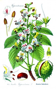 Rosskastanie Früchte bio